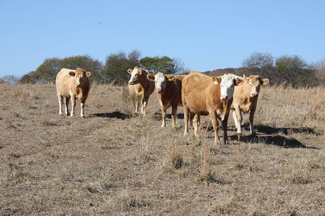 Cows standing in a pasture during drought.