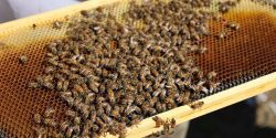 Close-up of bees on a hive.