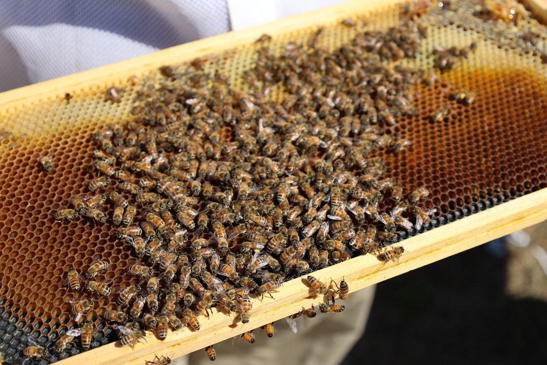 Close-up of bees on a hive.