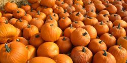 A big pile of orange pumpkins.