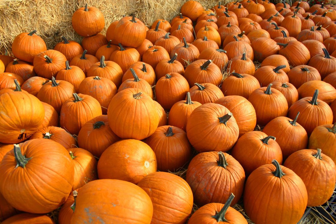 A big pile of orange pumpkins.