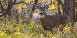 A buck, white-tailed deer walking in the woods.