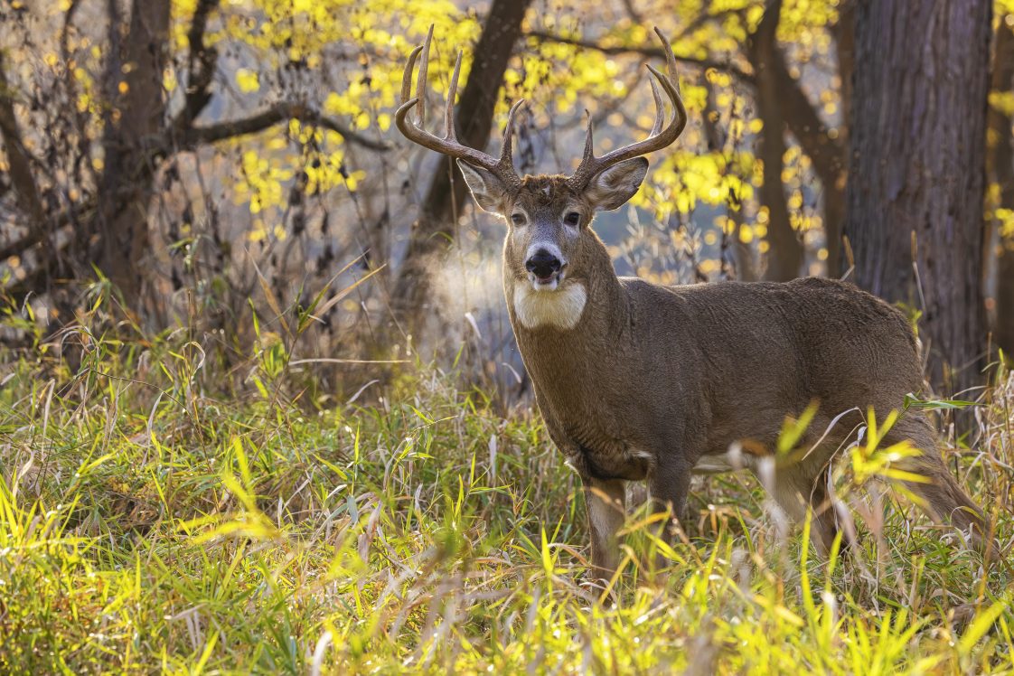 A buck, white-tailed deer walking in the woods.