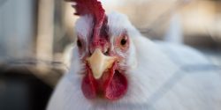 A closeup of a white chicken looking into the camera.