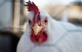 A closeup of a white chicken looking into the camera.