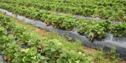 rows of strawberry plants