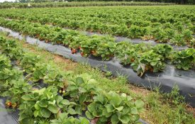 rows of strawberry plants