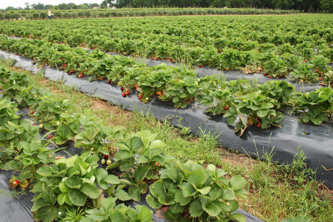 rows of strawberry plants