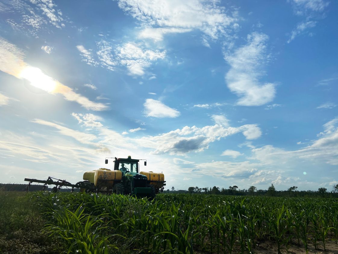 Tractor spreading liquid fertilizer on corn for nutrient management in row crops.