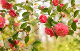 Several red camellias.