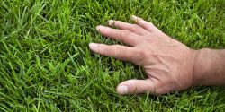 Close-up man's hand inspecting lush green lawn grass with no weeds on sunny day