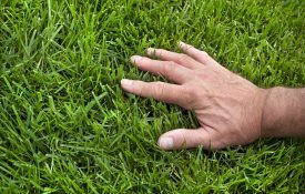 Close-up man's hand inspecting lush green lawn grass with no weeds on sunny day