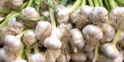 A group of picked garlic bulbs.