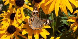 A common buckeye butterfly sitting on black-eyed Susan flowers.