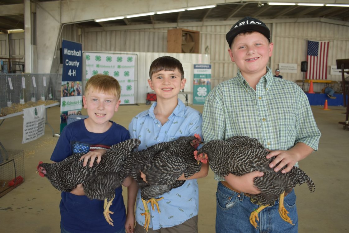 Three 4-H members holding their chickens and the Chick Chain program.