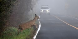 A white-tailed doe crossing a roadway, with a car seen in the background.