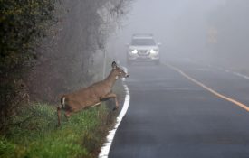 A white-tailed doe crossing a roadway, with a car seen in the background.