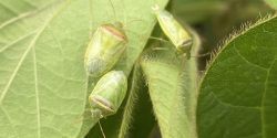 Adult redbanded stink bugs.