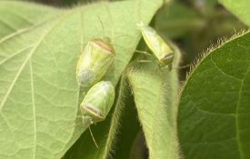 Adult redbanded stink bugs.