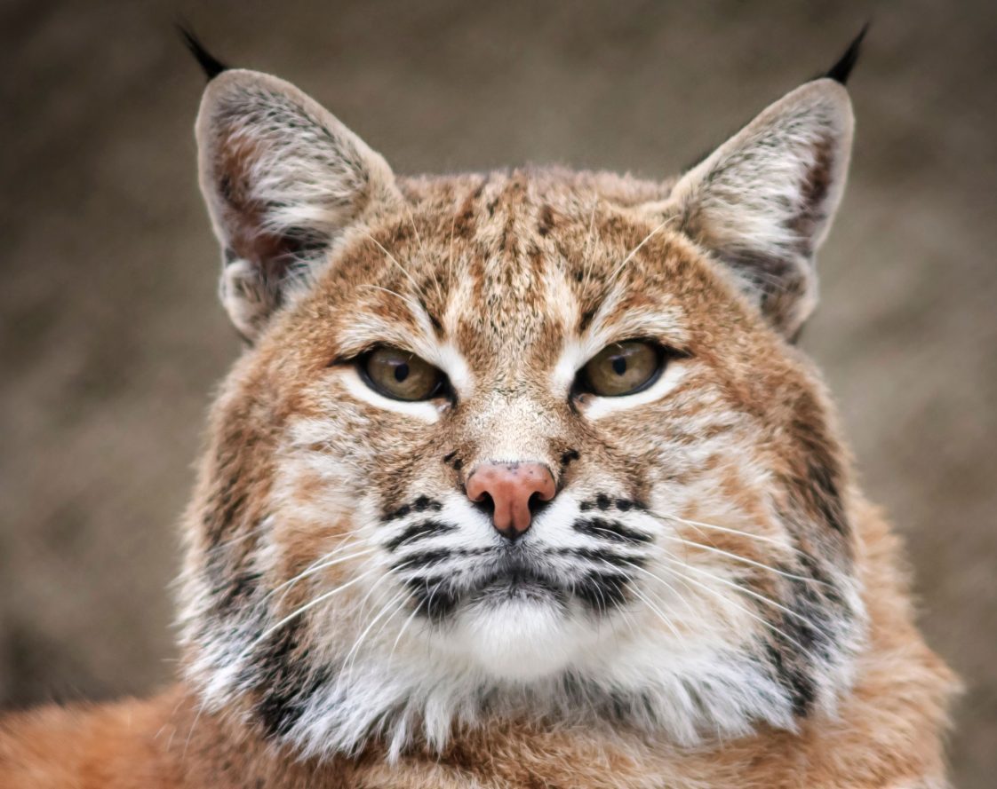 Living with Bobcats - Alabama Cooperative Extension System