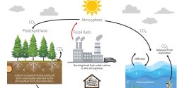 Figure 1. The carbon cycle is the natural process in which carbon moves throughout earth’s atmosphere, land, and ocean.