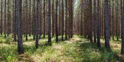 A panoramic image of a timber stand in a forest.