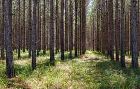 A panoramic image of a timber stand in a forest.