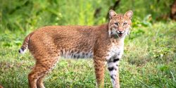 A bobcat standing in a open field.