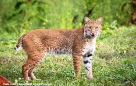 A bobcat standing in a open field.