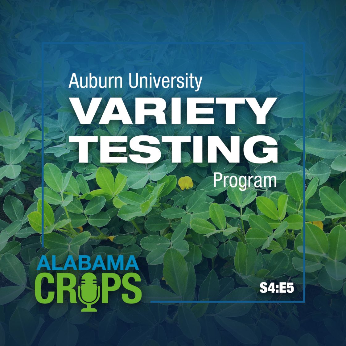 Season 4 Episode 5 — Auburn University Variety Testing Program