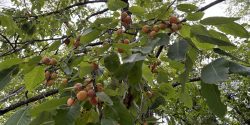 Wild American Persimmon Fruit