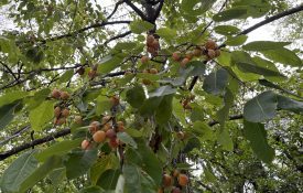 Wild American Persimmon Fruit