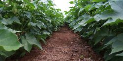 close up shot of between two rows of cotton plants.