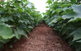 close up shot of between two rows of cotton plants.