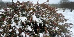 snow-covered shrub being assessed for garden recovery