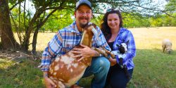 A man and woman each holding a goat in their arms.