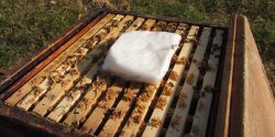 Figure 3. Fondant patty on a hive. Photo by Geoff Williams.