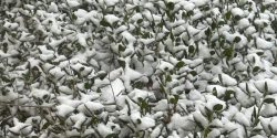 snow-covered shrubs in South Alabama