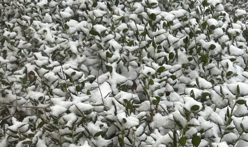 snow-covered shrubs in South Alabama