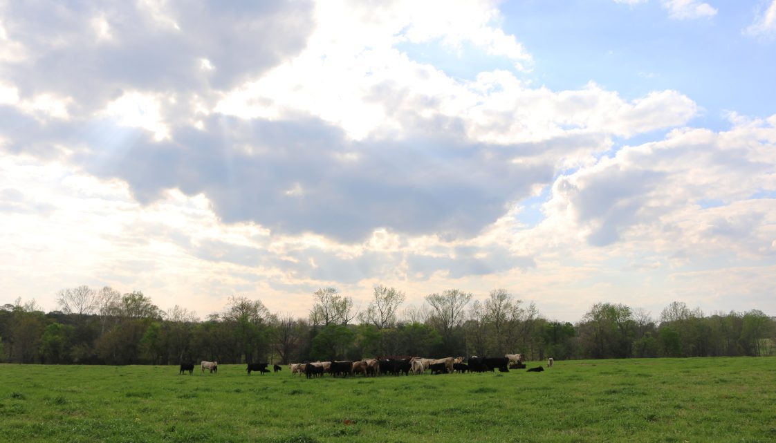 cattle grazing in a pasture