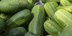 Cucumbers at Farmers Market