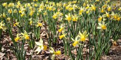 Field of daffodils