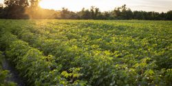 cotton field at sunset