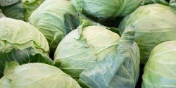 A view of a table full of cabbage, on display at a local farmers market.