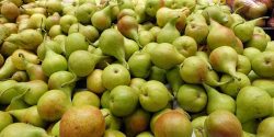 Fresh organic pears for a sale at a farmers market