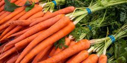 Closeup of pile of bunches freshly cropped carrots with greens on farmers market stand