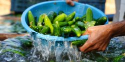 Dunking a strainer filled with cucumbers into water.