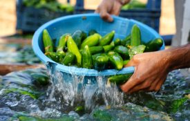 Dunking a strainer filled with cucumbers into water.