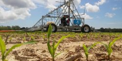 corn emerging near an irrigation pivot