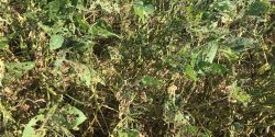 Damage caused by soybean looper.